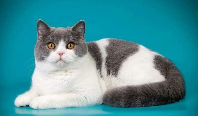 Beatrice british shorthair bianco-grigio