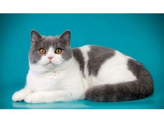 Beatrice british shorthair bianco-grigio