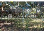Terreno in vendita a Rizziconi - Rif. 4547606