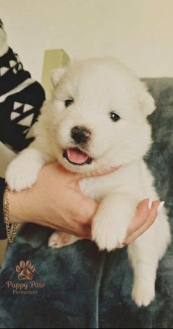 Cuccioli Samoiedo pedigree Enci/FCI - Foto 2