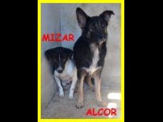 SPLENDIDE CAGNOLINE SOLE IN CANILE CERCANO CASA