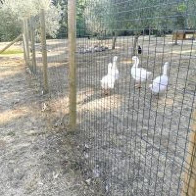 Agriturismo L'Ulivo - Foto 3