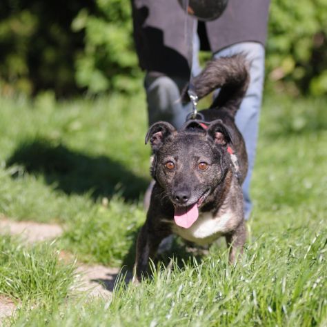 FLASH, 6 ANNI, TAGLIA MEDIO PICCOLA, RINCHIUSO PER TUTTA LA VITA CERCA CASA! - Foto 5