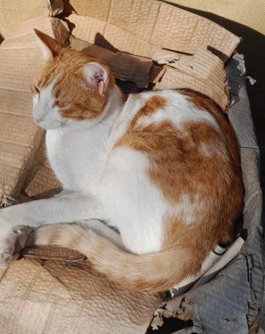dolce pepe in regalo - Foto 4