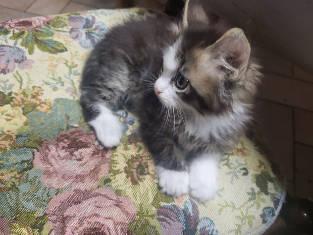 Regalo gattino a pelo lungo nano - Foto 2