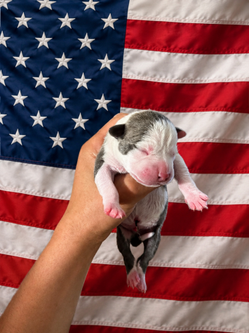 Cuccioli di Pitbull - Foto 4