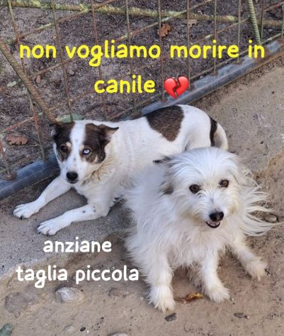DUE VITE DIMENTICATE REBECCA &amp; BELL… ANZIANE DI TAGLIA PICCOLA IN CANILE - Foto 2