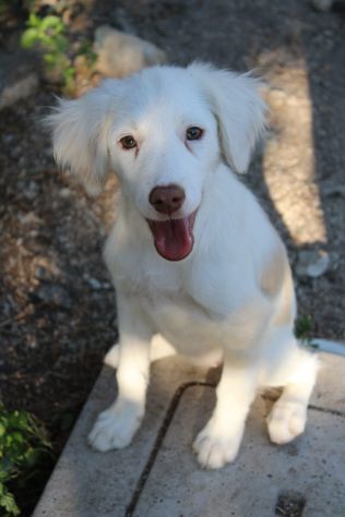 Molly, cucciola cerca famiglia - Foto 5
