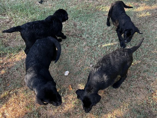 Cuccioli Maschietti di Labrador Retriever - Foto 2