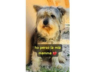 MOLLY YORK SHIRE 9 ANNI