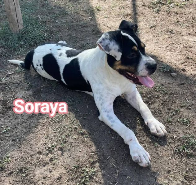 Janette Jordan Soraya cani in adozione - Foto 9