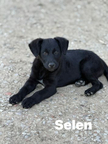 3 dolci CUCCIOLI total black! Bellissimi - Foto 7