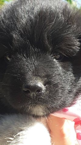 Nausette cucciola - Foto 3