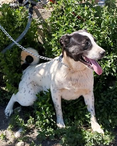 Speedy un cucciolone da sogno non ha ancora trovato casa - Foto 9