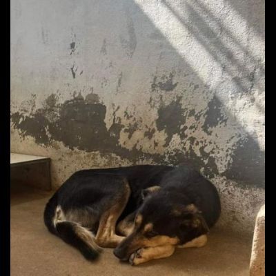 ZAPATA RASSEGNATO ALLA FORZATA R3CLUSIONE, CANE IN ADOZIONE - Foto 4