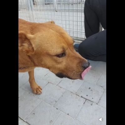 RED CERCA SALVEZZA CANE IN ADOZIONE - Foto 6
