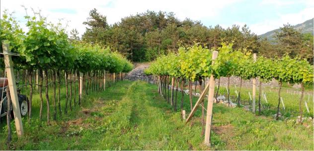 V000347 - VENDESI TERRENO AGRICOLO PINOT GRIGIO - Foto 5