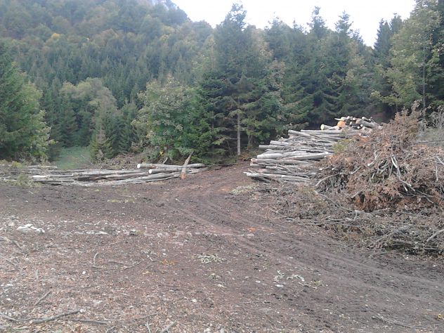 100 ettari bosco Ex malga - Foto 4