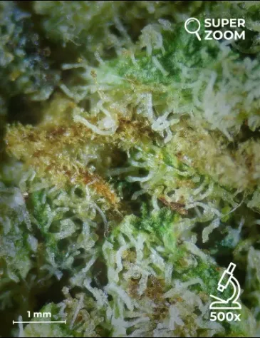 Girl Scout Cookies - Foto 4