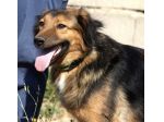 Scegli un compagno fedele per la vita,scegli di salvare un cane dalla gabbia..