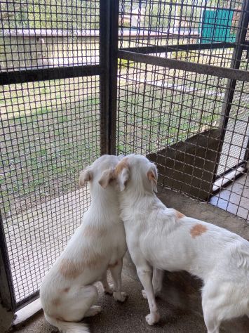 OLAF OLIMPIA CANI IN ADOZIONE DI COPPIA