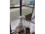 OLAF OLIMPIA  CANI IN ADOZIONE DI COPPIA