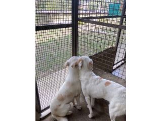 OLAF OLIMPIA  CANI IN ADOZIONE DI COPPIA