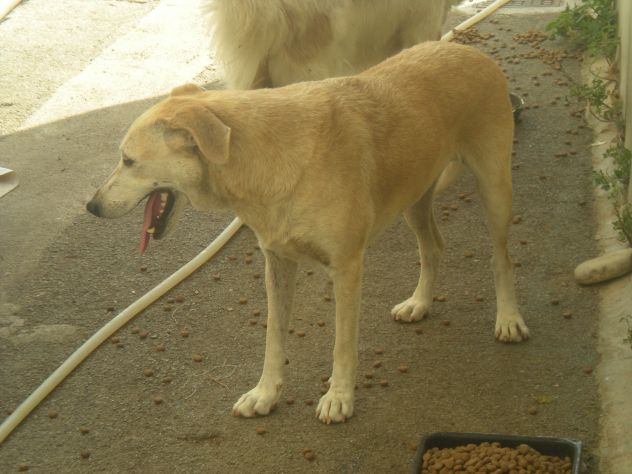 COMUNE, dolce mix labrador URGENTE - Foto 4