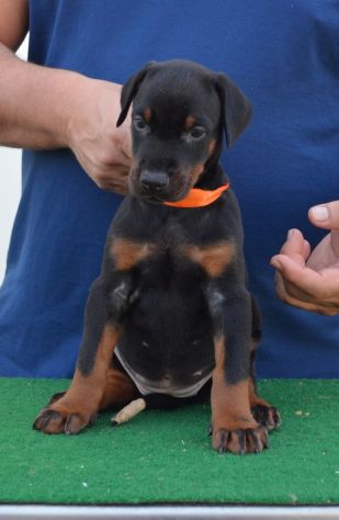 cuccioli di dobermann di altissima genealogia - Foto 3