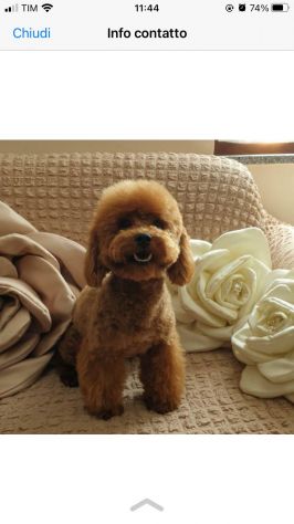 Cuccioli di barboncini Toy red