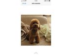 Cuccioli di barboncini Toy red