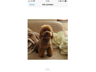 Cuccioli di barboncini Toy red