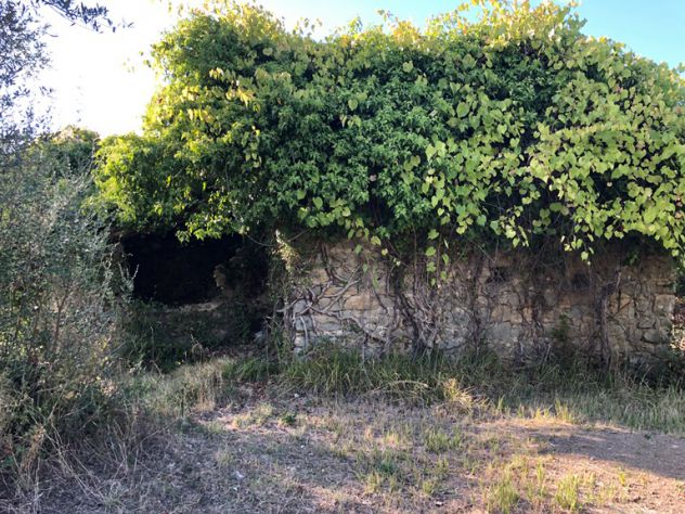 Roccadaspide loc.Cesine terreno con uliveto e ruderi - Foto 8
