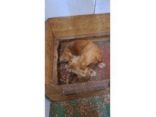 Cuccioli di COCKER