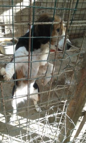 KORA, breton pura sfortunata - Foto 3