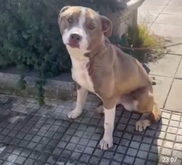 Ciro mix Amstaff 9mesi trovato legato SICILIA SOS CASA - Foto 2