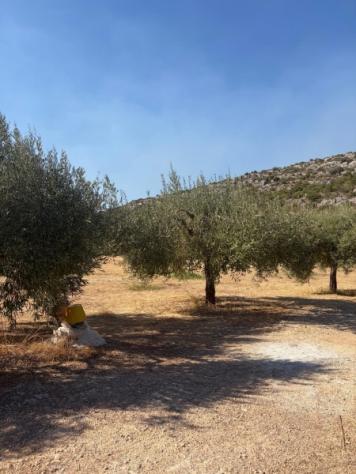 Terreno agricolo di 3 ettari a 4 km da Floridia - Foto 3