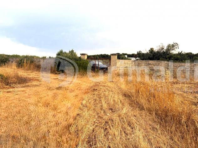 Uliveto in vendita a Gallipoli - Foto 16