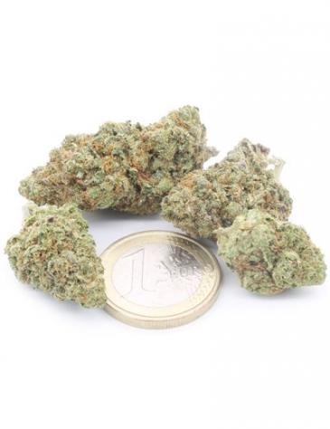 Girl Scout Cookies - Foto 3