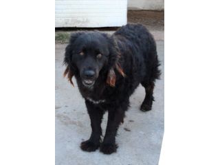 Dolcissimi cani taglia media e grande