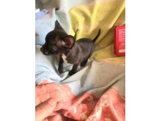 Chihuahua mini pelo raso