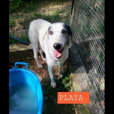 PLAYA, docile e pacata, un destino da cambiare,  cagnolina in adozione - Foto 5