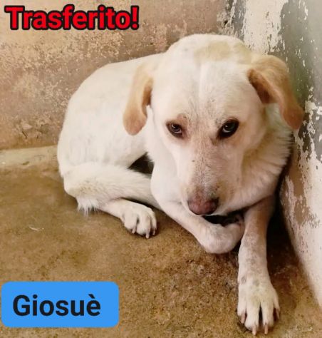 GIOSUE' RASSEGNATO ALLA RECLUSIONE, CAGNOLINO IN ADOZIONE - Foto 2
