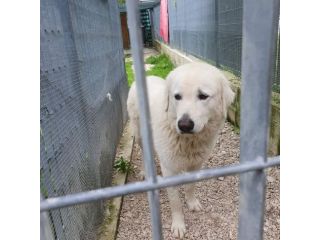 Andrea simil golden retriever.. quanto vale la sua vita?