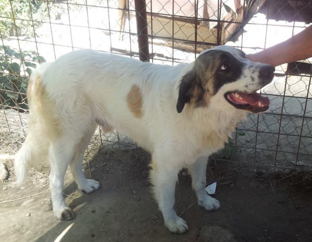 ERNESTO, stupendo cucciolone mix San Bernardo - Foto 2