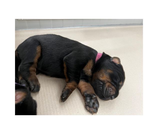 Dolcissimi cuccioli di Dobermann cercano una casa piena d’amore - Foto 3