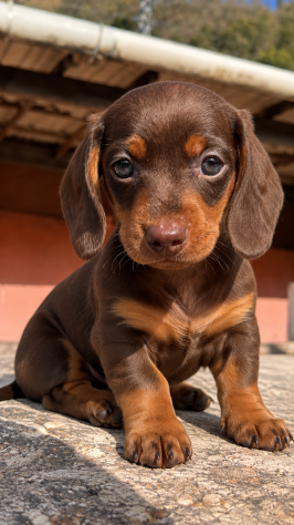 BASSOTTO NANO TEDESCO CUCCIOLI COLOR NUTELLA - pag rate