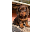 BASSOTTO NANO TEDESCO CUCCIOLI COLOR NUTELLA - pag rate