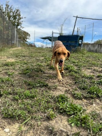 DIAMANTE SOCIEVOLE DELICATO CANE IN ADOZIONE TG CONTENUTA - Foto 9