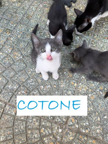 GATTINI DI 2 MESI - Foto 5